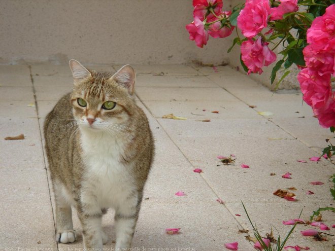 Photo de Chat domestique