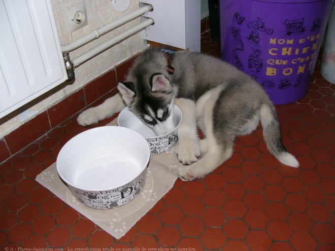 Photo de Husky siberien