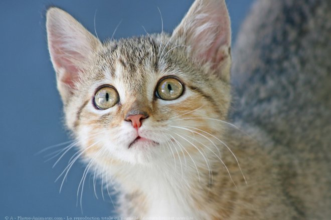 Photo de Chat domestique