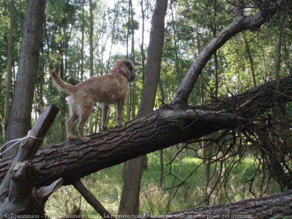 Photo de Border terrier