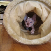 Photo de Peterbald