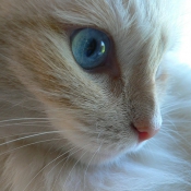 Photo de Ragdoll