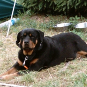 Photo de Rottweiler