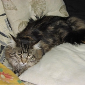 Photo de Maine coon