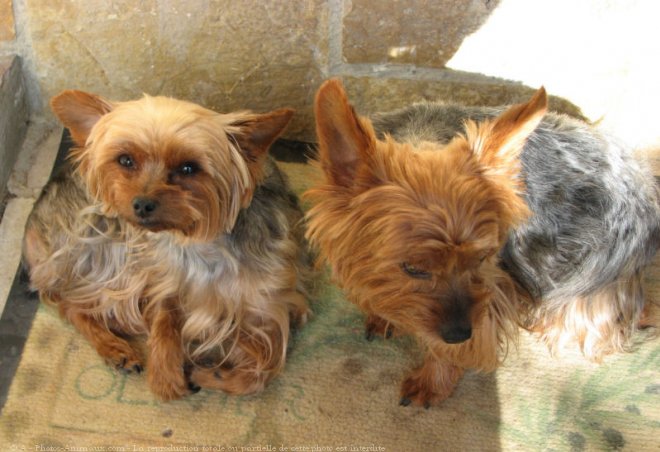 Photo de Yorkshire terrier