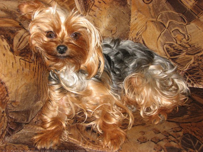 Photo de Yorkshire terrier