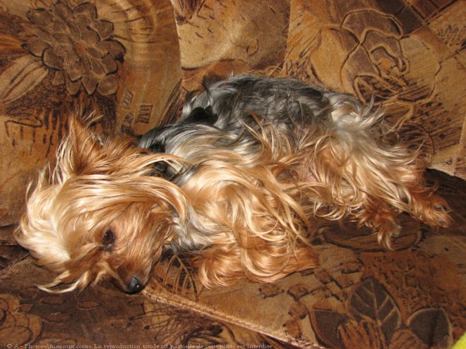 Photo de Yorkshire terrier