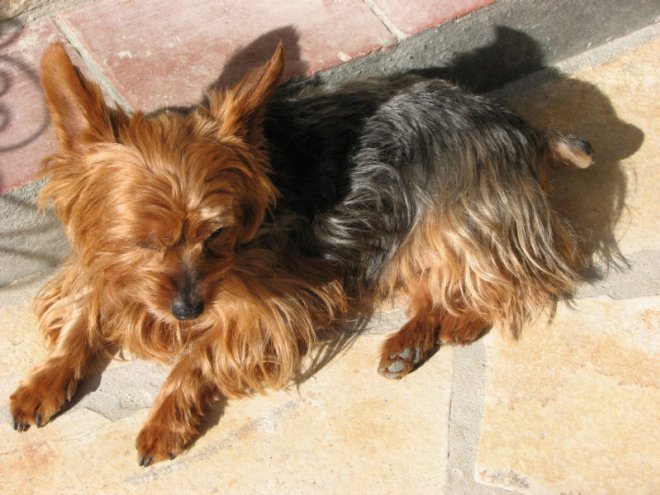 Photo de Yorkshire terrier