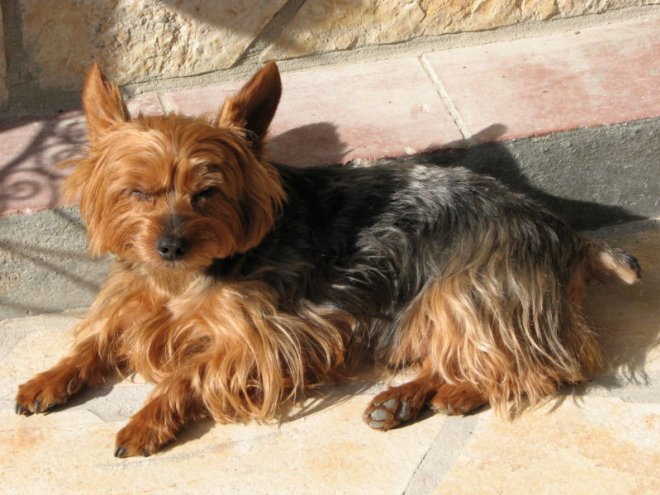 Photo de Yorkshire terrier