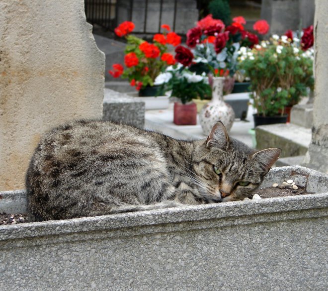 Photo de Chat domestique