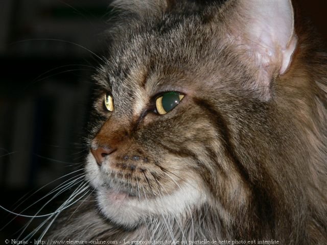 Photo de Maine coon