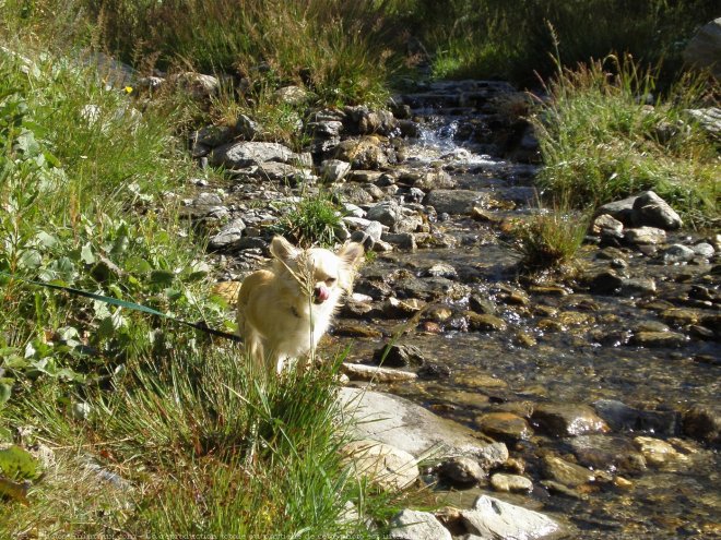 Photo de Chihuahua  poil long