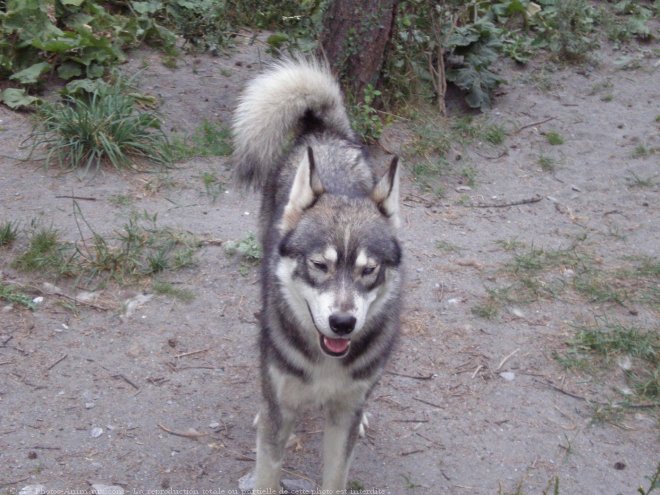 Photo de Husky siberien