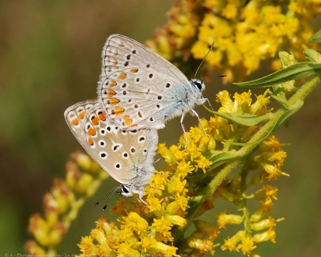 Photo de Papillon