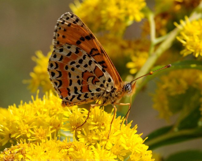 Photo de Papillon