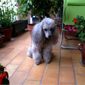 Photo de Caniche moyen