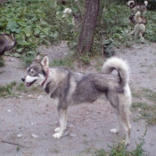 Photo de Husky siberien