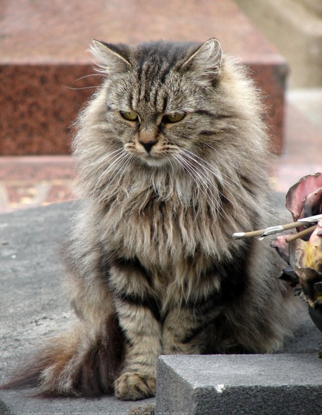 Photo de Chat domestique