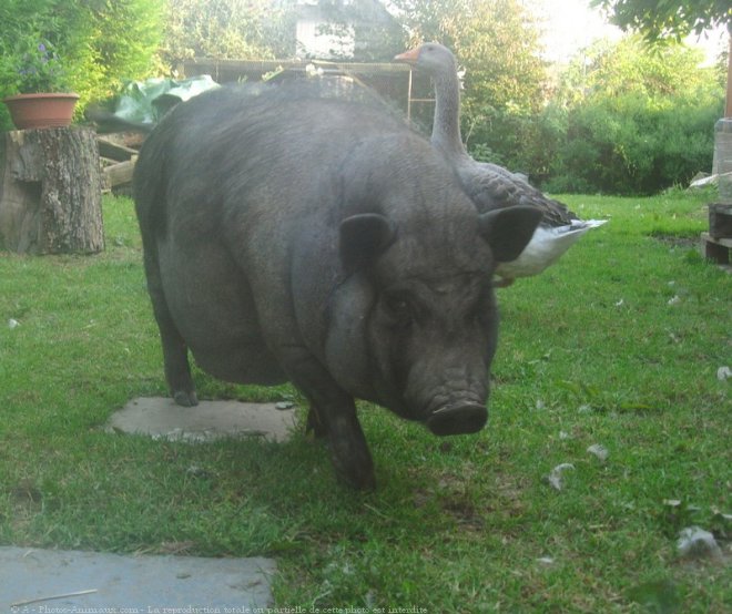 Photo de Cochon