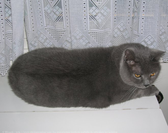 Photo de Chartreux