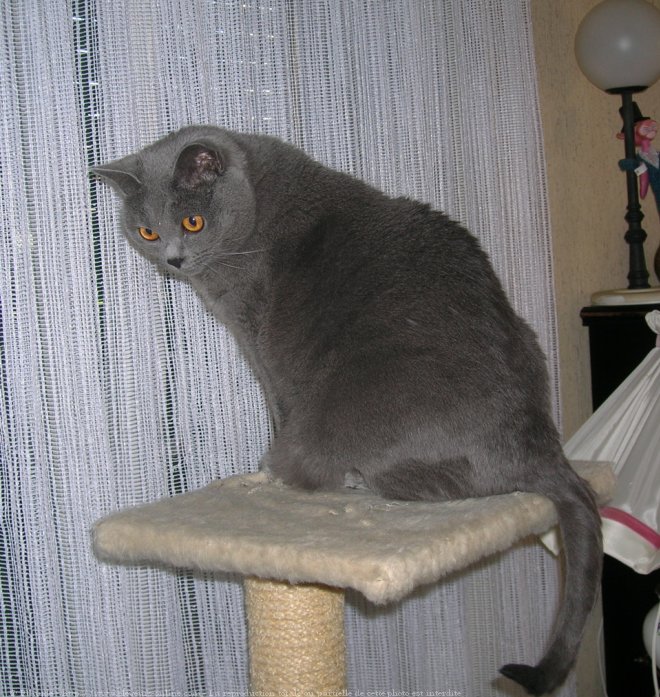 Photo de Chartreux