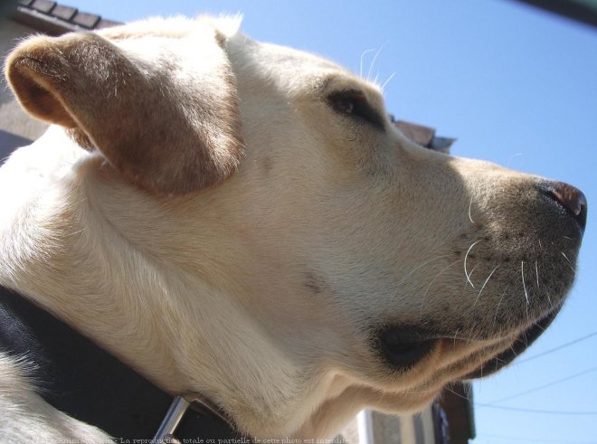 Photo de Labrador retriever