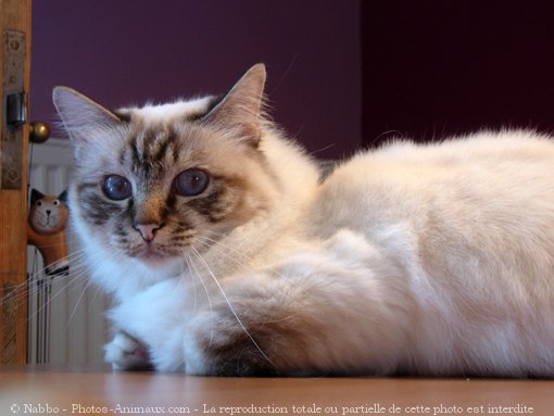 Photo de Sacr de birmanie