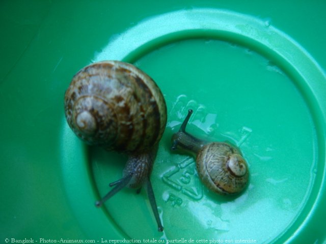 Photo d'Escargot