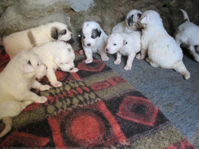 Photo de Chien de montagne des pyrnes