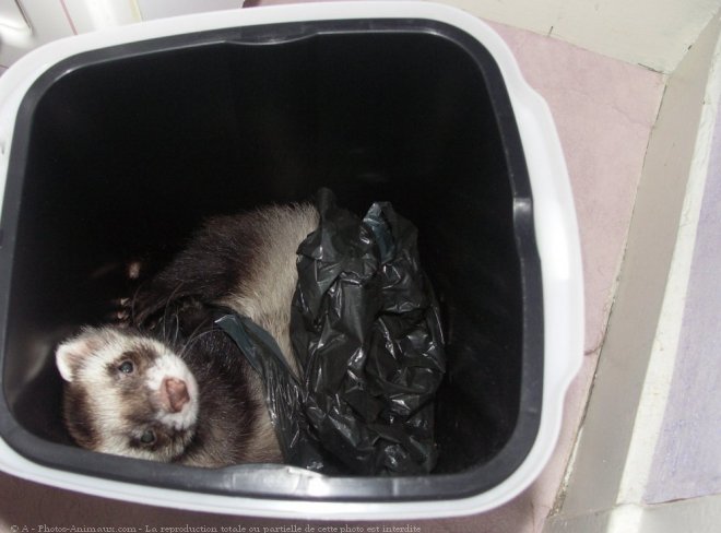 Photo de Furet