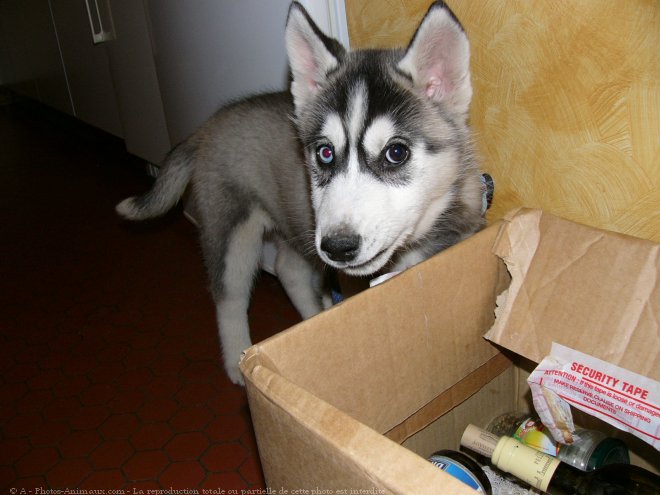 Photo de Husky siberien