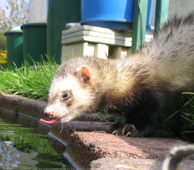 Photo de Furet