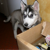 Photo de Husky siberien