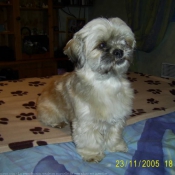 Photo de Shih tzu