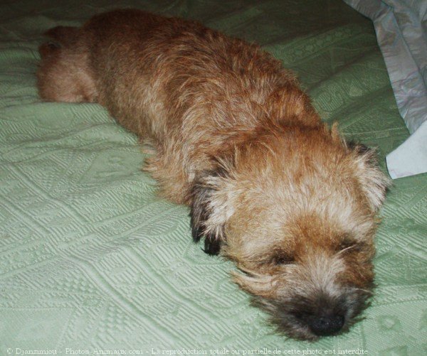 Photo de Border terrier