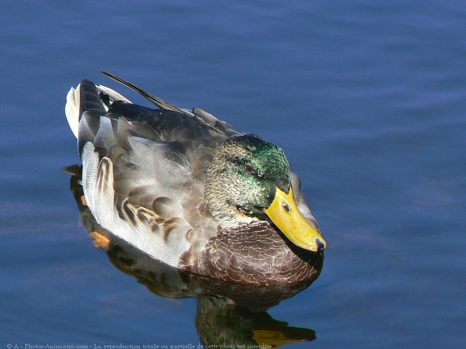 Photo de Canard