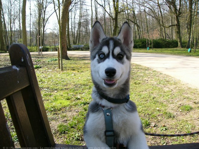 Photo de Husky siberien