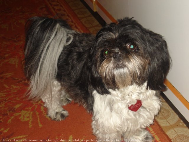 Photo de Shih tzu