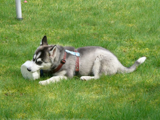 Photo de Husky siberien