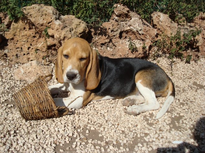 Photo de Beagle