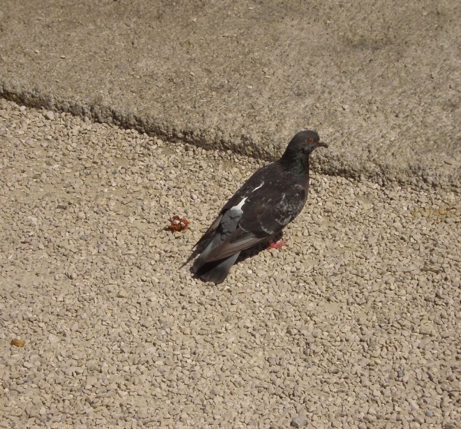 Photo de Pigeon