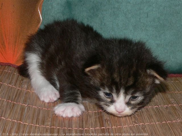 Photo de Maine coon