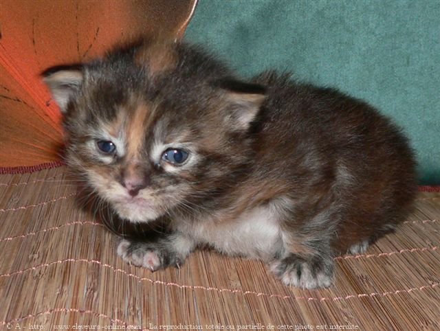 Photo de Maine coon