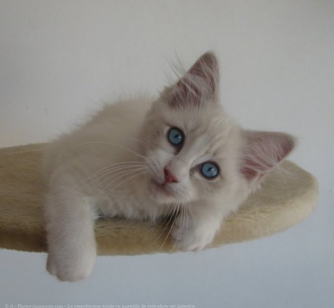 Photo de Ragdoll