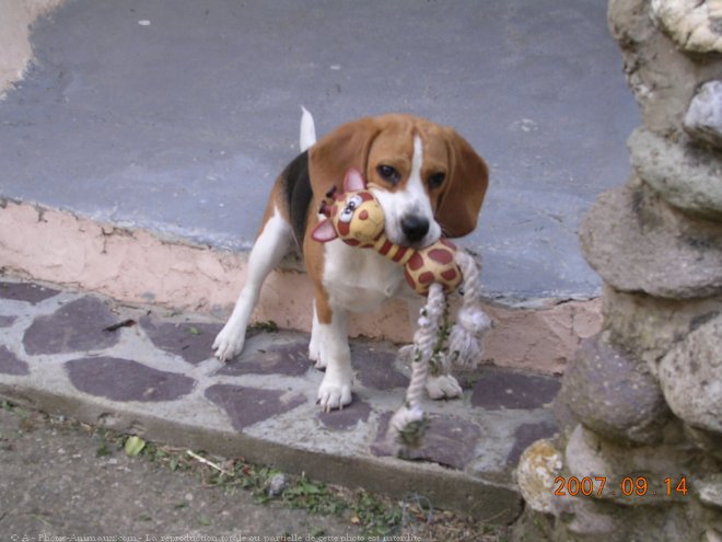 Photo de Beagle