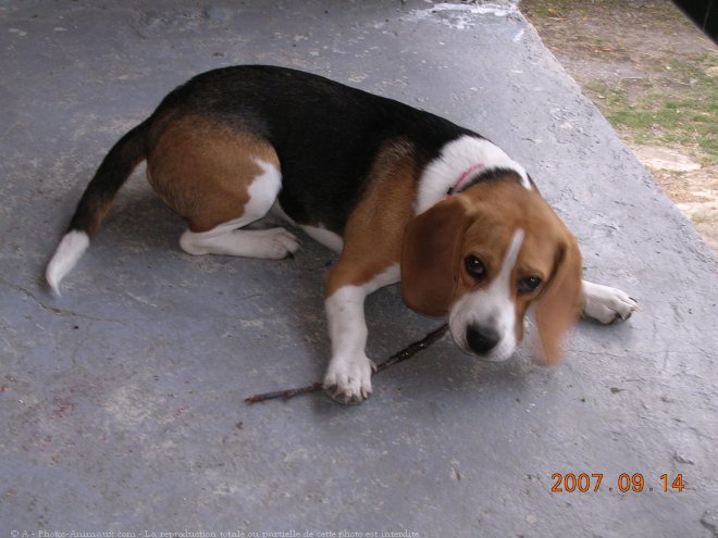 Photo de Beagle