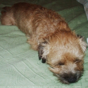 Photo de Border terrier