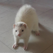 Photo de Furet