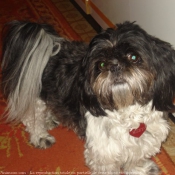 Photo de Shih tzu