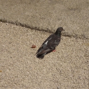 Photo de Pigeon